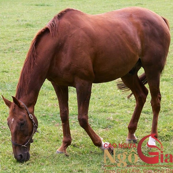 Cao Ngựa Thường NGÔ GIA Xương Nguyên Chất Giá 300K 17 Con ngựa thường