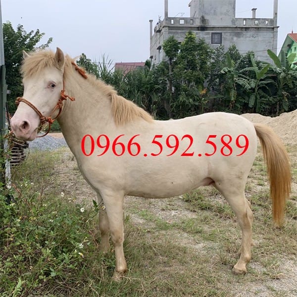 Bán ngựa con giá rẻ