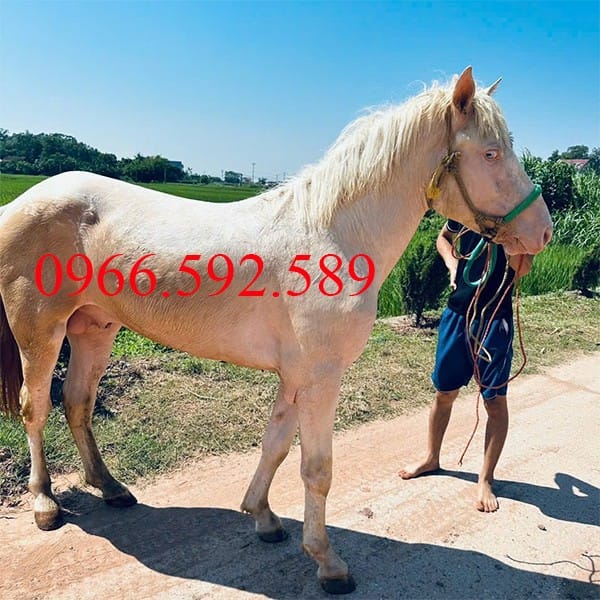 Giá ngựa bạch 2