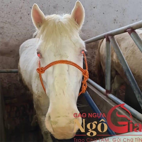 Cao Ngựa Bạch Mắt Đỏ Nguyên Chất Chính Hãng Giá 1.2tr 19 Ngựa bạch khác ngựa trắng
