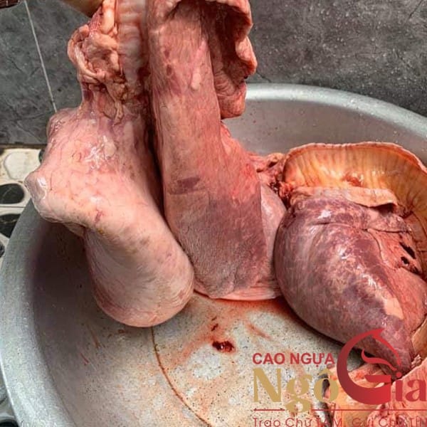 100ml Phổi Ngựa Bạch Ngâm Mật Ong Chính Hãng NGÔ GIA 6 Phổi ngựa bạch ngâm mật ong 3