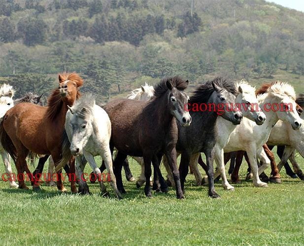 Cao Ngựa Hàn Quốc giá bao nhiêu, so sánh với cao ngựa Việt Nam 2 Ngựa Jeju Hàn Quốc