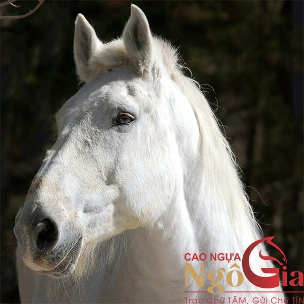 Cao Ngựa Bạch Mắt Đỏ Nguyên Chất Chính Hãng Giá 1.2tr 20 Con ngựa kim