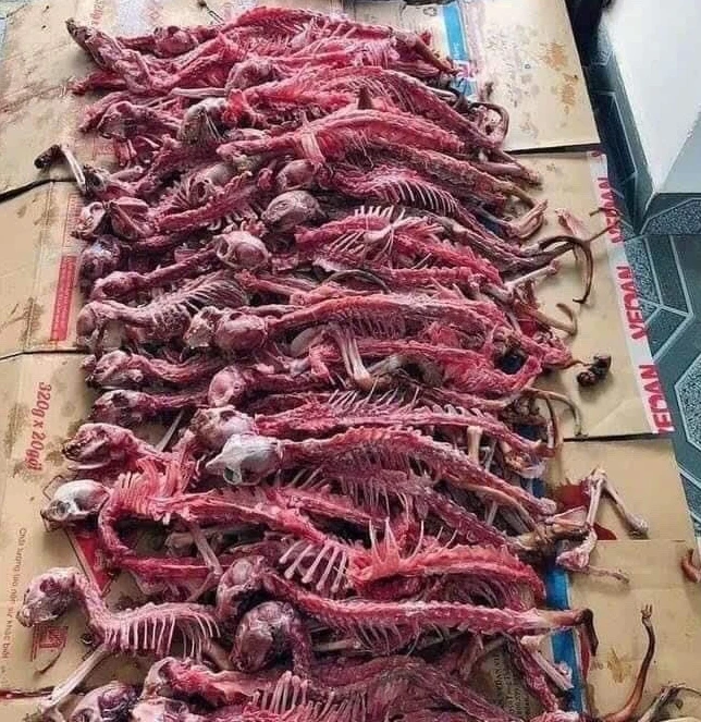 Bật Mí Sự Thật Về Cao Mèo Chắc Chắn Bạn Chưa Từng Biết 3 Xương mèo trước khi sơ chế