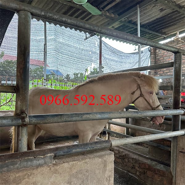 Giá Ngựa Bạch Giống Và Ngựa Thịt Trưởng Thành 2 Giá ngựa bạch
