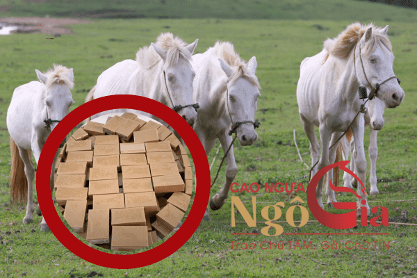 Tìm Hiểu +6 Tác Dụng Của Cao Ngựa Bạch Từ Chuyên Gia 5 Cao ngựa