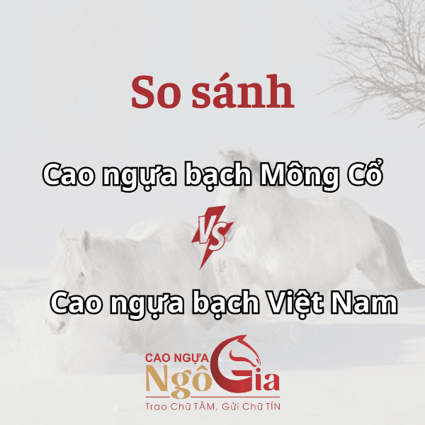 Tìm Hiểu Cao Ngựa Bạch Mông Cổ Và So Sánh Với Cao Ngựa Việt Nam 3 So sánh cao xương ngựa bạch Mông Cổ và Việt Nam